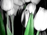 Fotoblog kachyna