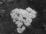 Fotoblog wampiryzmnamaxa