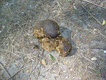 Fotoblog wwwpadlinkapl