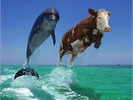 Fotoblog seasquirtle