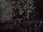 Fotoblog madziulka12345
