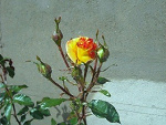 Fotoblog gdziesnajabloni