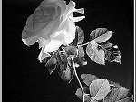 Fotoblog pearline94