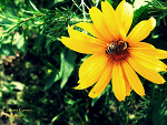 Fotoblog fistasia1313