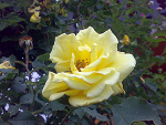 Fotoblog tomq15
