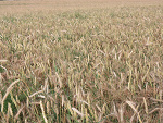 Fotoblog paulina86
