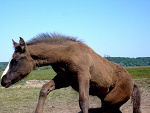 Fotoblog konisieangeliki