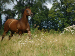 Fotoblog bloog