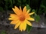 Fotoblog wierzyb15