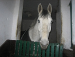 Fotoblog adandhorses