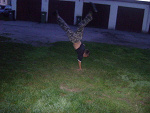 Fotoblog wrobelek202
