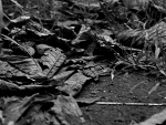 Fotoblog ladybir
