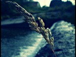 Fotoblog revou