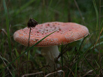 Fotoblog aluutkaa