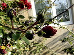 Fotoblog wondersofnature