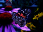 Fotoblog monik1