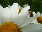 Fotoblog diabolicznychichot