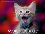 Fotoblog zebrosia22
