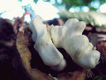 Fotoblog papararaa