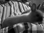 Fotoblog nicodemos