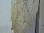 Fotoblog herrwolf
