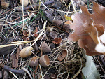 Fotoblog martosinek