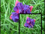 Fotoblog iszaa