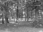 Fotoblog mysza994