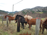 Fotoblog yeabi