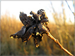 Fotoblog slawekwronki
