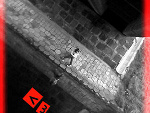 Fotoblog komornik12822041
