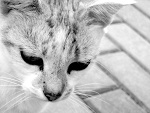 Fotoblog brudka