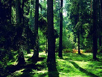 Fotoblog puszczadothieni
