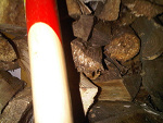 Fotoblog gargoyl