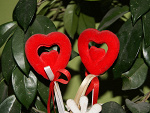 Fotoblog falinlove