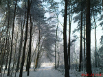 Fotoblog skorpion1