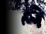 Fotoblog vanessa1211