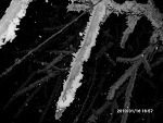 Fotoblog yearly