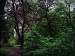 Fotoblog direst