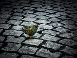 Fotoblog pluto06