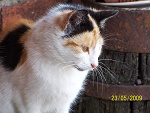 Fotoblog talibunny
