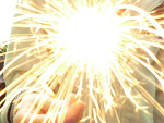 Fotoblog patka5