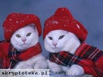 Fotoblog agusiaktorakochasebusia0