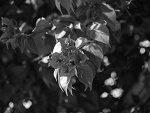 Fotoblog dioskaa