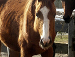 Fotoblog comelyhorse