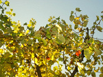 Fotoblog pjmb