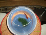 Fotoblog gruuuuuba