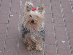 Fotoblog lisiczka147