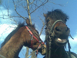 Fotoblog amazonka550
