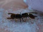 Fotoblog wiksu
